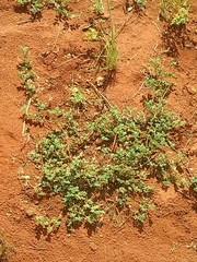 Indigofera linnaei