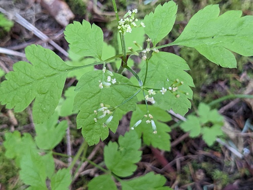 Chilean Sweet-cicely