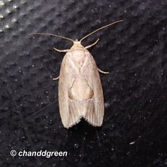 Strotihypera macroplaga