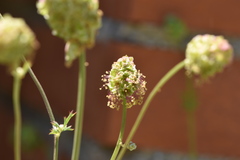 Sanguisorba verrucosa