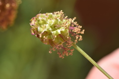 Sanguisorba verrucosa