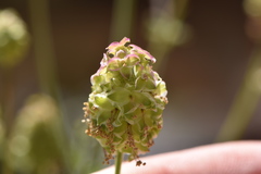 Sanguisorba verrucosa