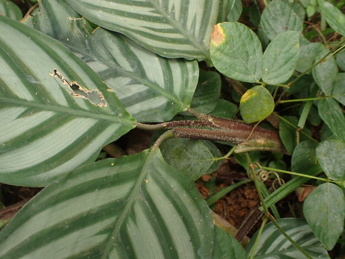 Ctenanthe oppenheimiana
