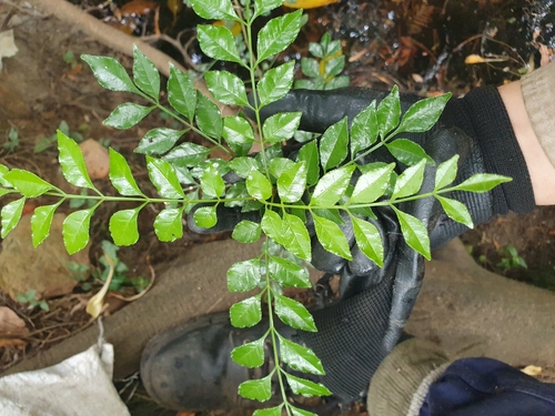 Fraxinus griffithii