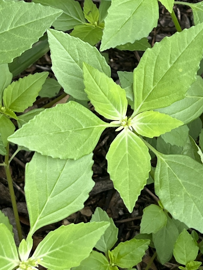 green poinsettia from The University of Texas at San Antonio, San ...