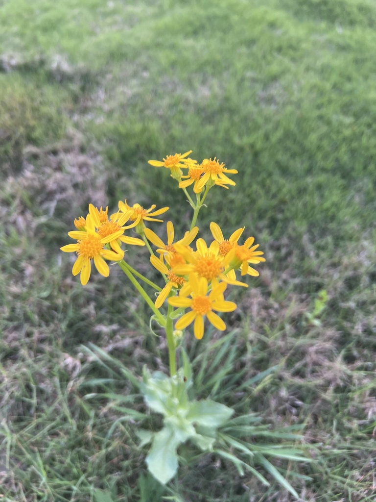 Texas ragwort from Moon Eye Trail, San Antonio, TX, US on March 21 ...