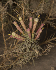 Malesherbia tenuifolia (Malesherbia tenuifolia)