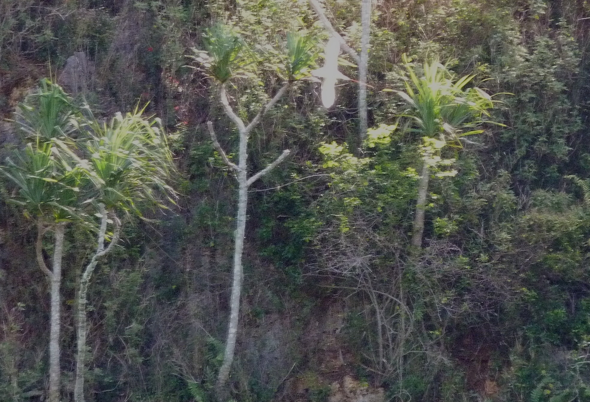 Red-tailed Tropicbird