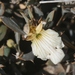 Blepharis spiculifolia - Photo (c) James Bailey, alguns direitos reservados (CC BY-NC), uploaded by James Bailey