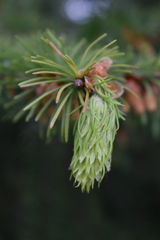 Pseudotsuga