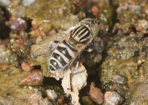 Eristalinus tabanoides