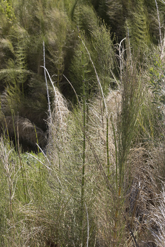 Atacama Desert giant horsetail (Equisetum xylochaetum)