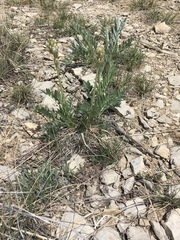 Astragalus drummondii