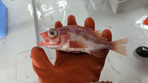 Lobe-jawed rockfish (Sebastes diploproa) — Sebastidae — 4