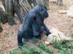 Gorilla gorilla