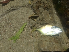 Caranx caninus