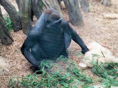 Gorilla gorilla