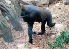 Gorilla gorilla