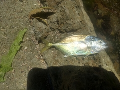 Caranx caninus