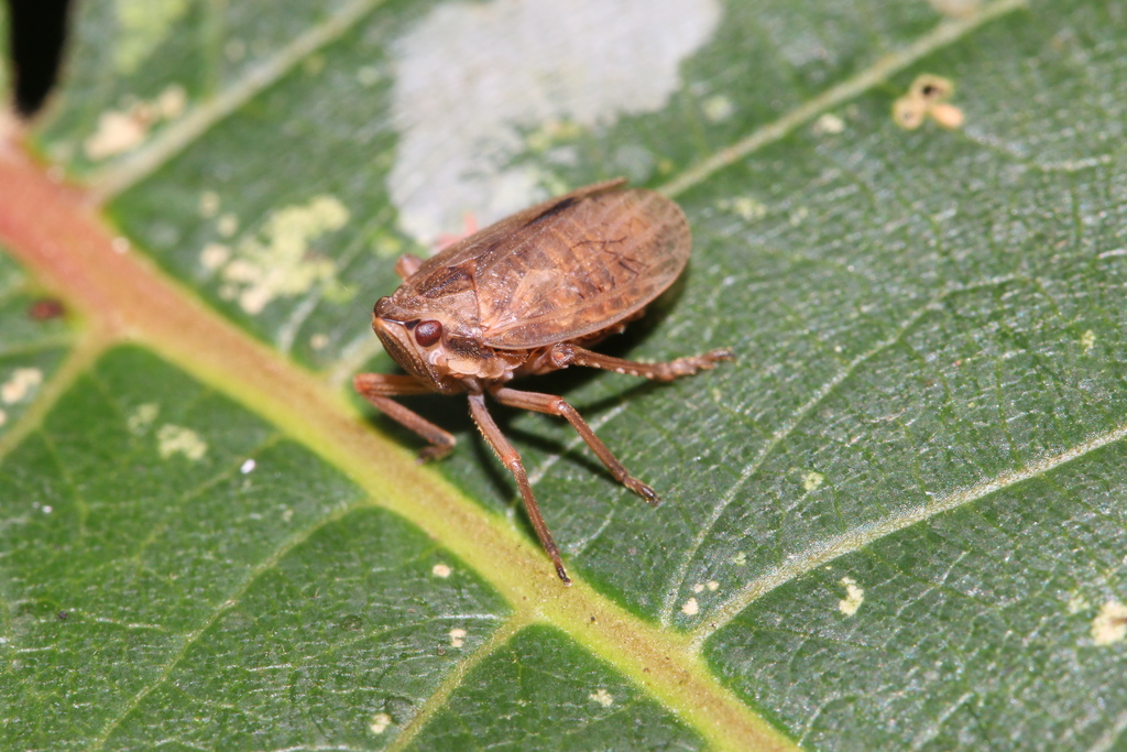 Cixiopsis