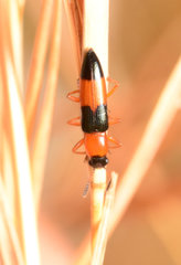 Languria trifasciata