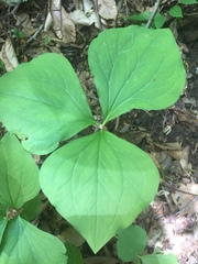 Trillium rugelii