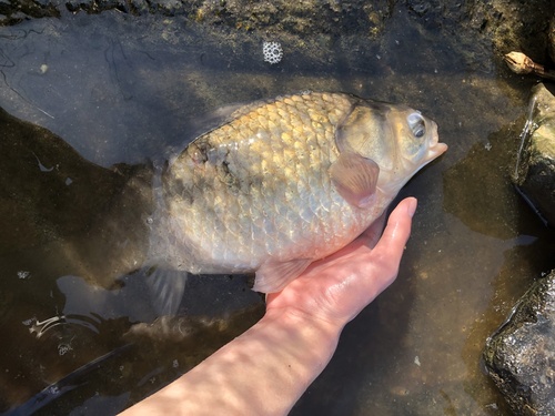 Japanese crucian carp (Carassius cuvieri) — Cyprinidae — 5