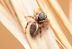 Pelegrina pervaga