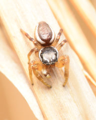 Pelegrina pervaga