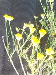 Chrysocephalum pterochaetum