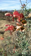 Salvia lanceolata