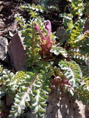Pedicularis centranthera