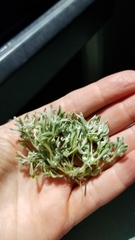 Psilocarphus tenellus