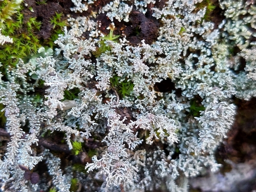 観察された菌類