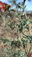 Salvia lanceolata