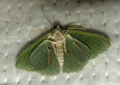 Prasinocyma iosticta