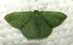 Prasinocyma iosticta