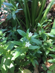 Spigelia texana