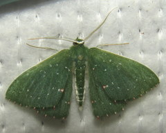 Prasinocyma iosticta