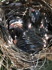 Cardinalis cardinalis