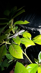 Anolis sagrei