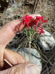 Bouvardia viminalis