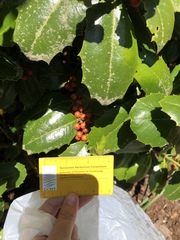 Ilex latifolia