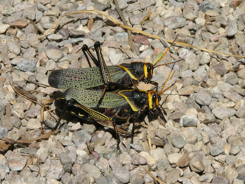 Horse Lubber Grasshopper photo 3