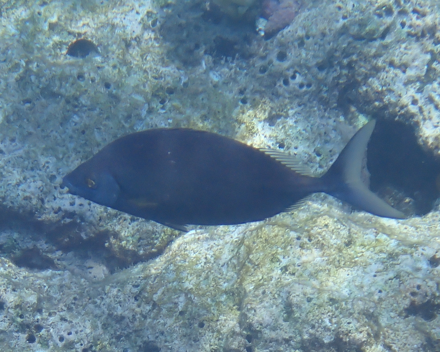 銀臭肚魚(泥鯭) Siganus argenteus