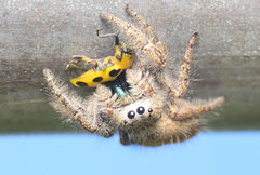 Phidippus princeps