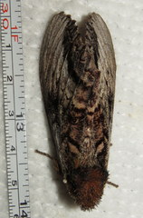 Hylaeora eucalypti