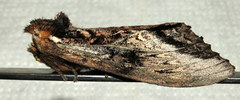 Hylaeora eucalypti