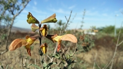 Salvia lanceolata