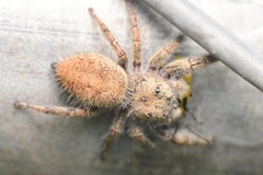 Phidippus princeps